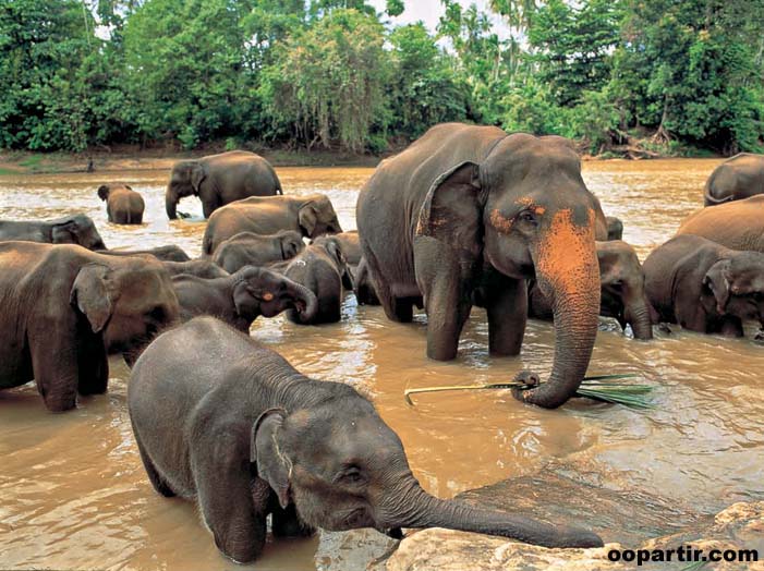Elephants à Pinnawela © OT Sri Lanka