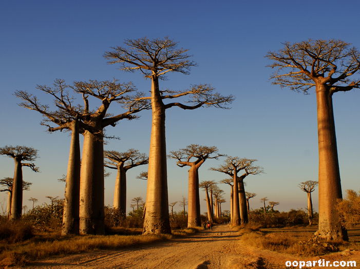 Allée des Baobabs, Morondava