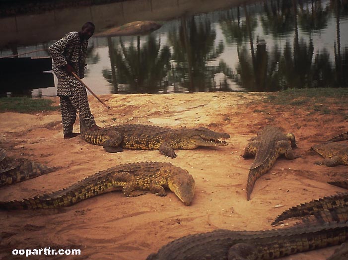 crocodiles sacrés, Yamoussoukro  © Mapamundi/CIT