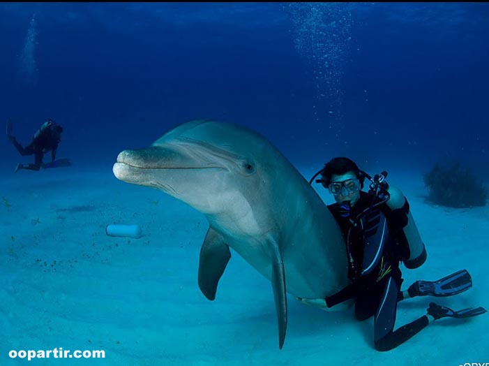 Plongée avec un dauphin, Unexo © Lionel Pozzoli
