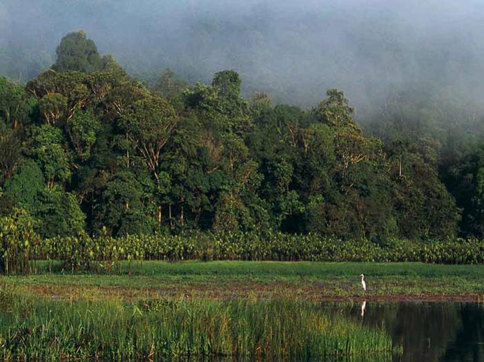 forêt vierge © Comité du Tourisme de la Guyane
