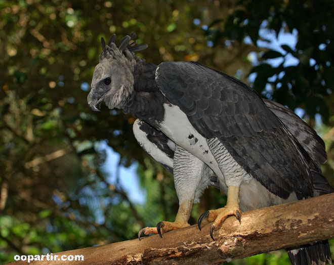 aigle Harpy © Visitpanama