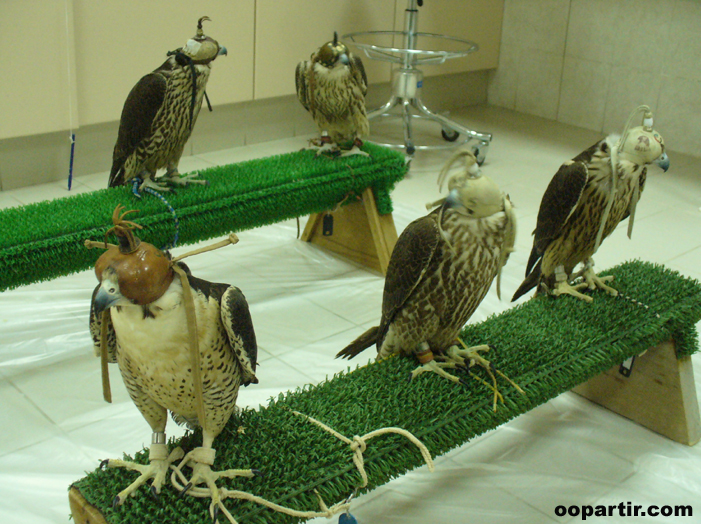 Hôpital des faucons © Abudhabi tourism Authority
