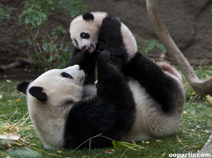 Pandas au zoo de San Diego © California TTC