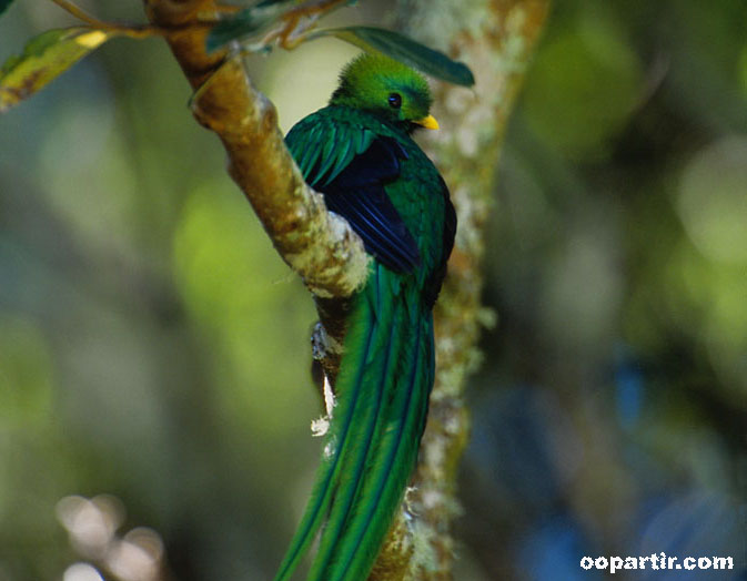 oiseau Quetzal © Visitpanama